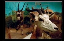 Click for Angie's Diner Review!