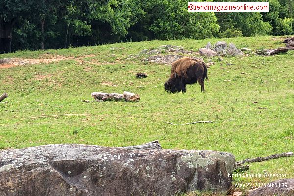 North Carolina Zoo Asheboro 2025 Review Pic!