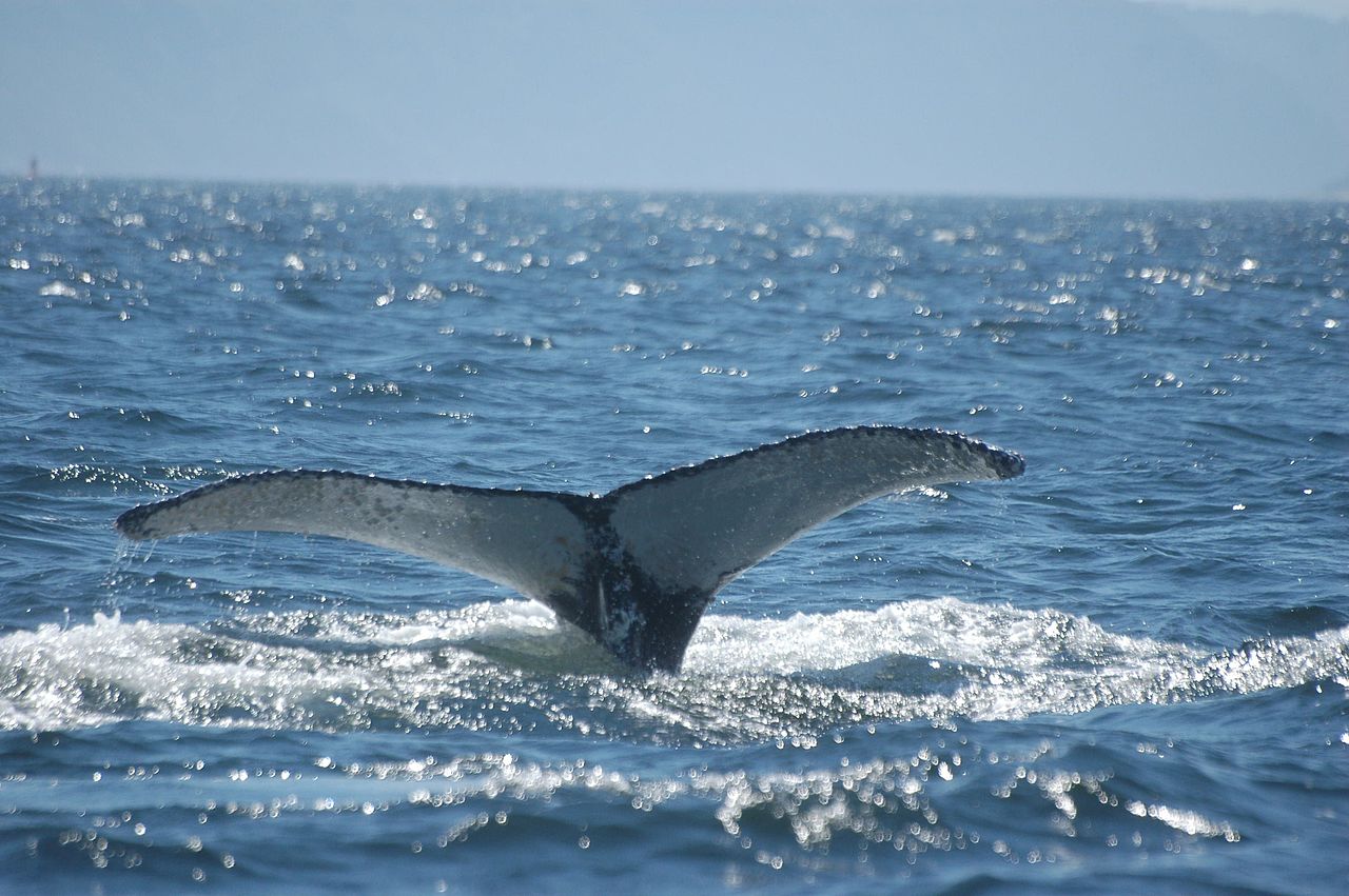 Top Ten Whale and Dolphin Viewing